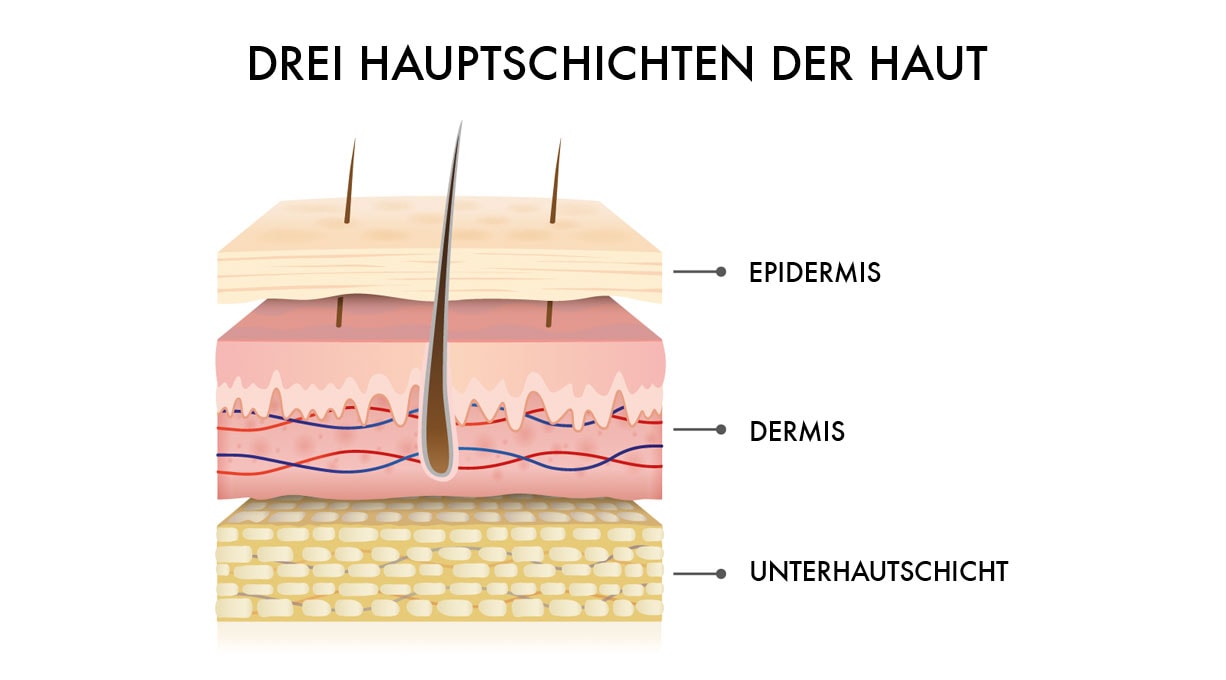 Grafische Abbildung der drei Hauptschichten der Haut