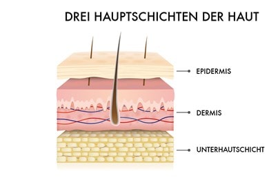 Grafische Abbildung der drei Hauptschichten der Haut
