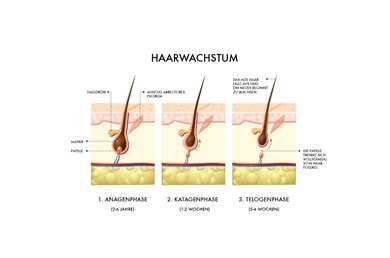 Haarausfall Maenner Haarwachstumsphase