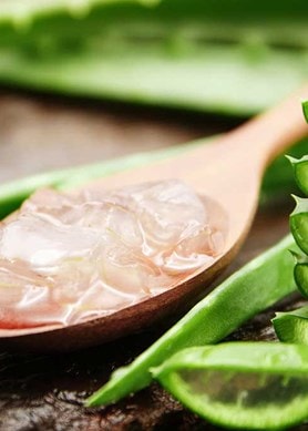geschnittene Aloe vera Blätter und Aloe vera Gel auf einem Holzlöffel