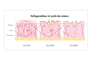 Grafik zum Kollagenabbau im Laufe des Lebens mit Vergleich der Hautstruktur mit 35, 45 und 55 Jahren